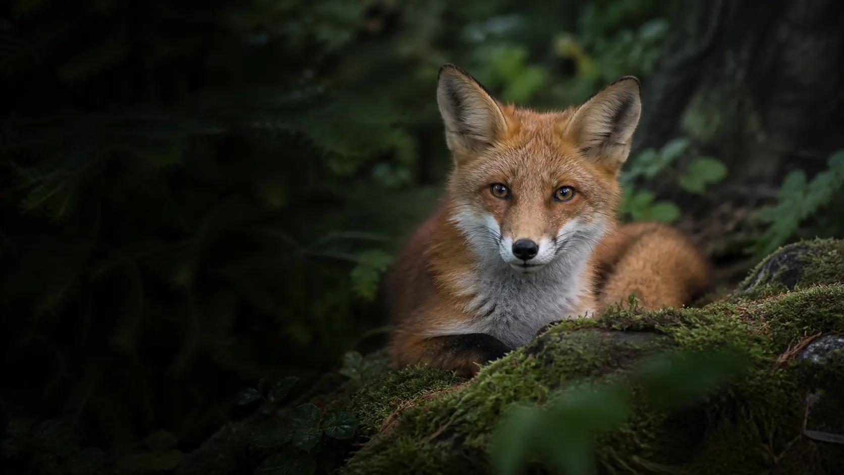 Ein Rotfuchs ruht im schattigen Wald. Mit KI gestaltet.
