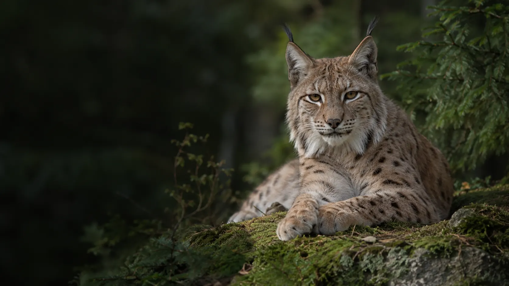 Ein Luchs mit Pinselohren ruht auf einem moosigen Felsen. Mit KI gestaltet.