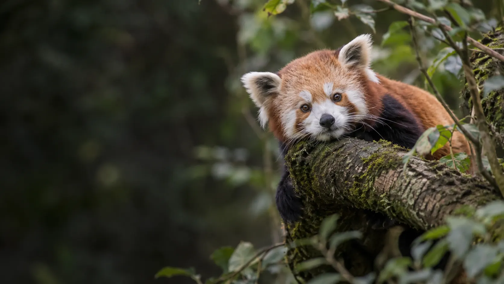 KI-generiertes Motiv eines Roten Pandas, der auf einem moosbewachsenen Ast im Wald ruht.