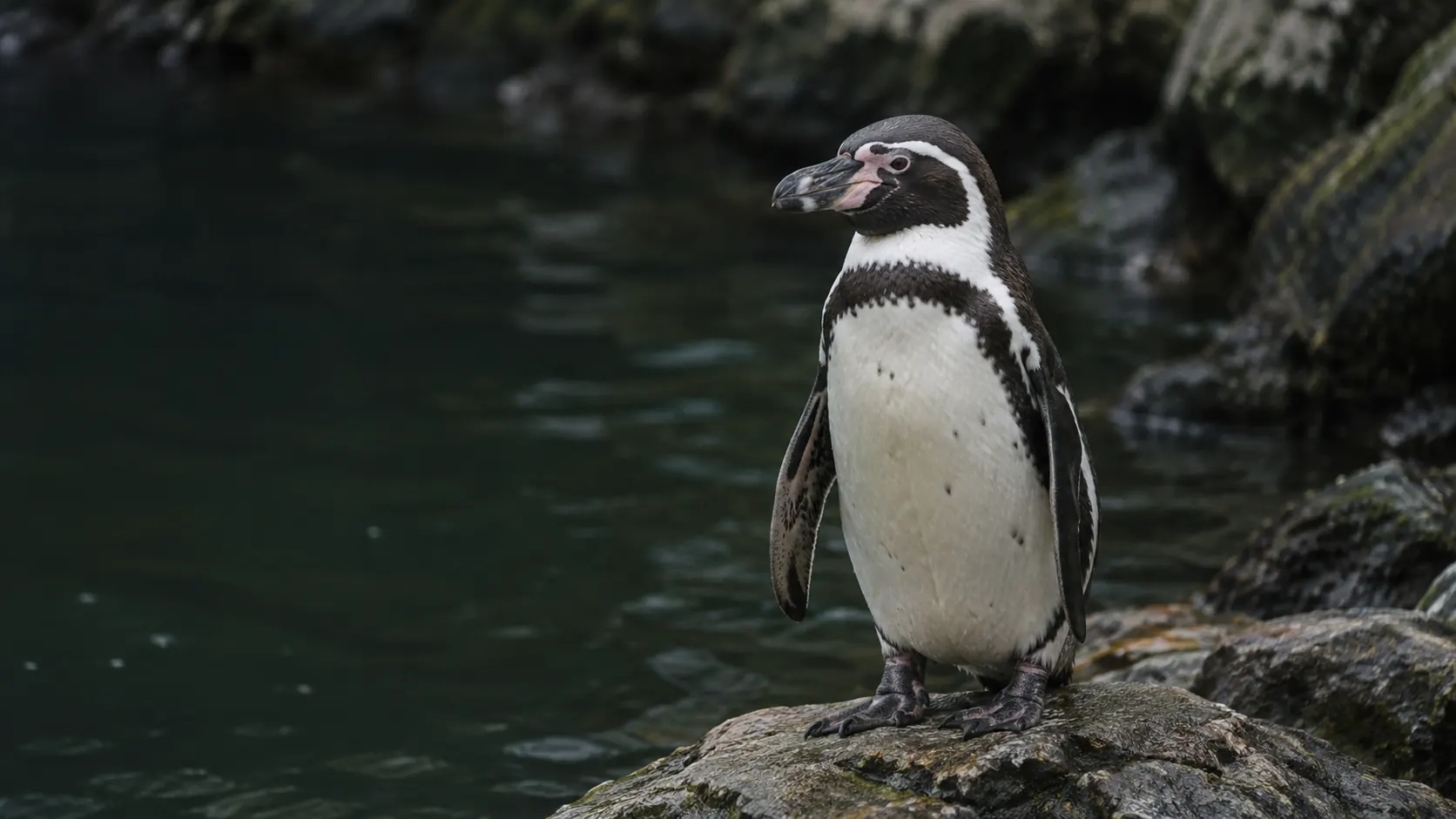 Ein Humboldt-Pinguin steht auf einem Felsen am Wasser. Mit KI gestaltet.