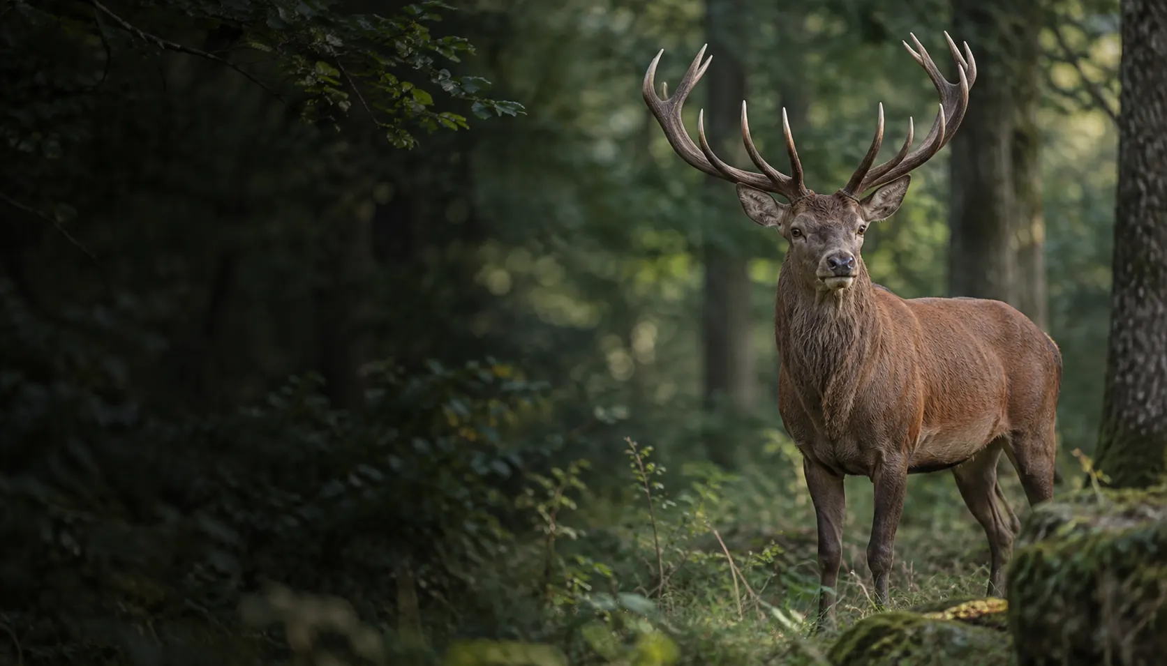 Ein Rothirsch mit Geweih steht im schattigen Wald. Mit KI gestaltet.
