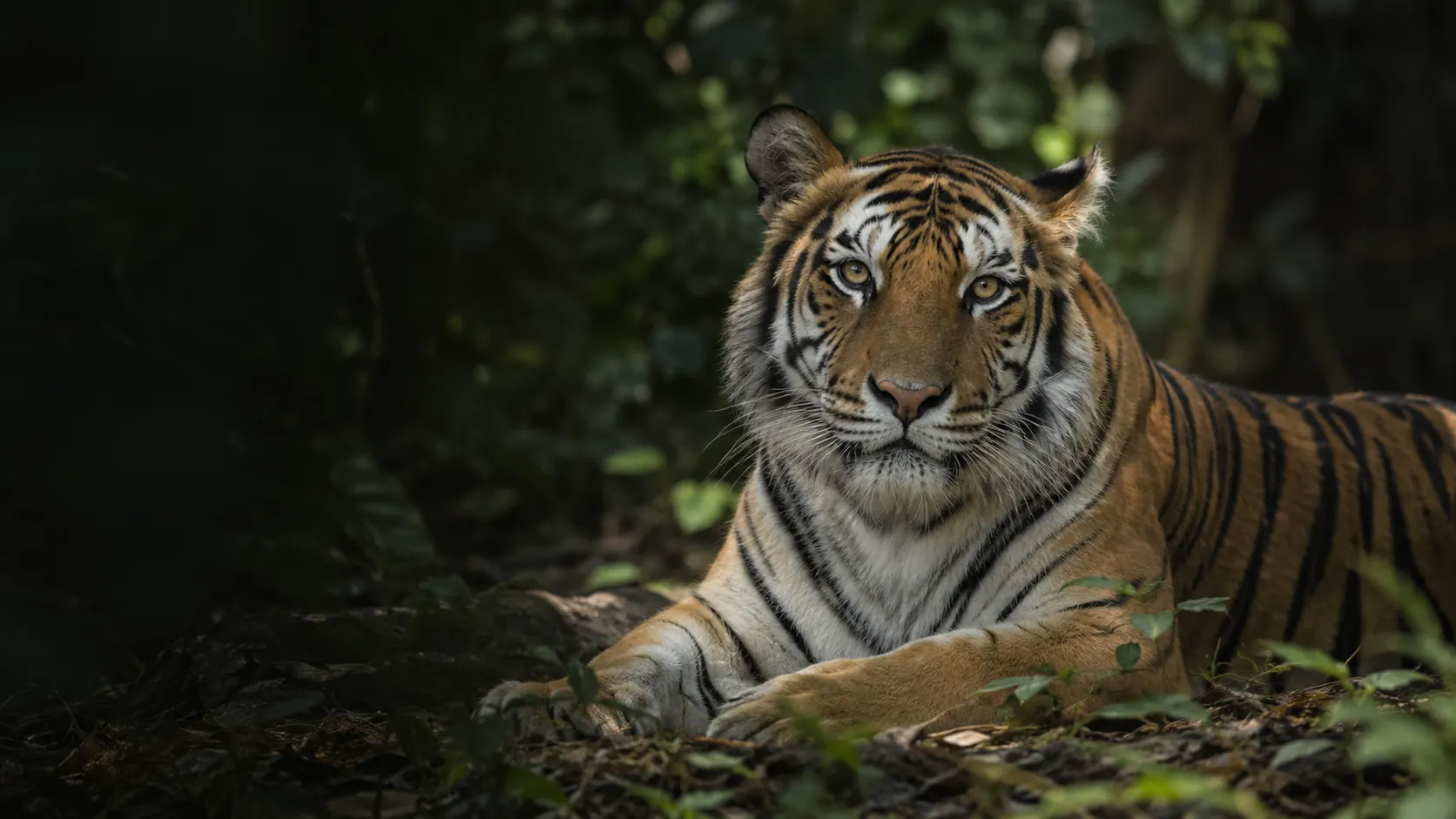 Ein Tiger ruht auf dem schattigen Waldboden. Mit KI gestaltet.