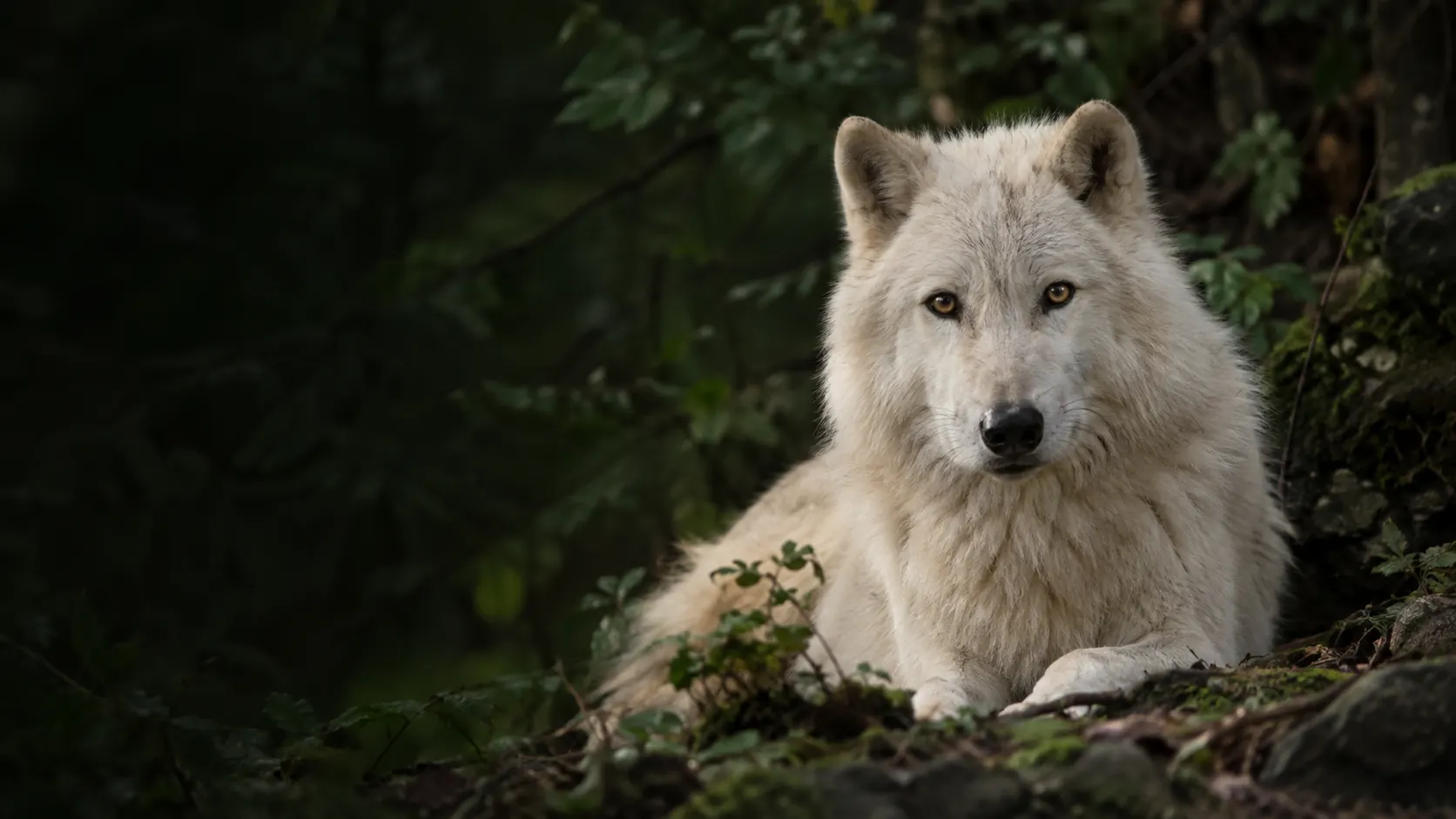 Ein Polarwolf ruht im Schatten der Bäume. Mit KI gestaltet.